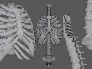 rib cage and rigged spine 3D मॉडल