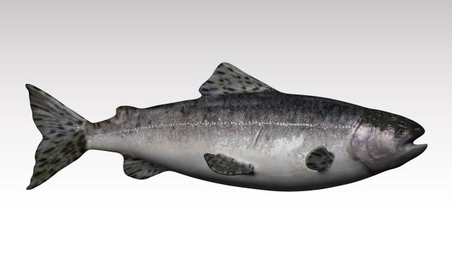 salmon fish 3D Model .c4d .max .obj .3ds .fbx .stl .blend 