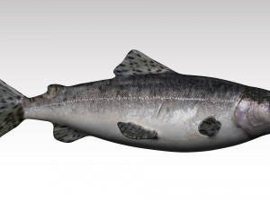 salmon fish 3D Model