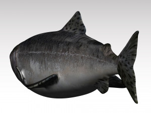 salmon fish 3D Model