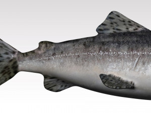 salmon fish 3D Model