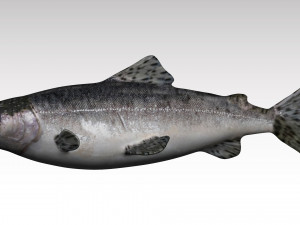 salmon fish 3D Model