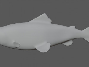 salmon fish 3D Model