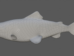 salmon fish 3D Model