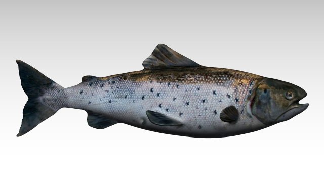 salmon fish 3Dモデル .c4d .max .obj .3ds .fbx .stl .blend 
