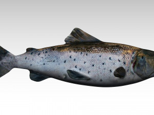 salmon fish 3Dモデル