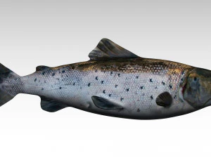 연어 물고기 3D 모델