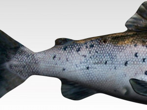 salmon fish 3Dモデル