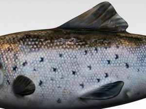 salmon fish 3Dモデル