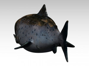 salmon fish 3Dモデル