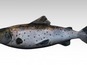 salmon fish 3Dモデル