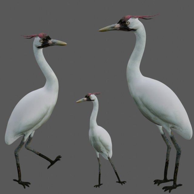 crane bird 3D मॉडल .c4d .max .obj .3ds .fbx .stl .blend 