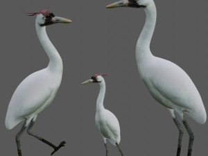 crane bird 3D Model