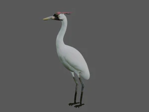 crane bird 3D Model