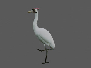 crane bird 3D मॉडल