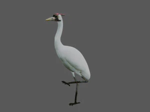 crane bird 3D Model