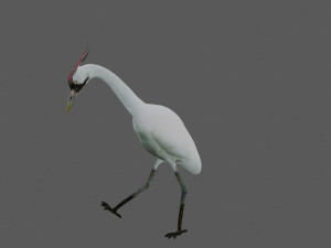 crane bird 3D मॉडल