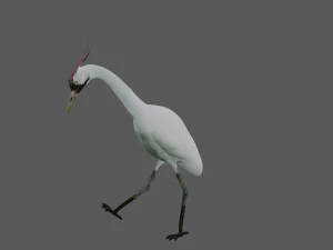 crane bird 3D Model