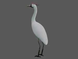 crane bird 3D Model