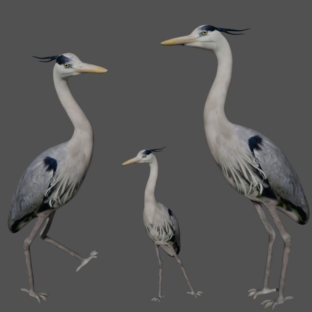 heron bird Model 3D .c4d .max .obj .3ds .fbx .stl .blend 
