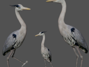 heron bird 3D Model