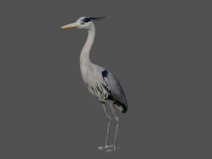 heron bird Model 3D