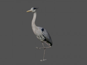 heron bird Model 3D