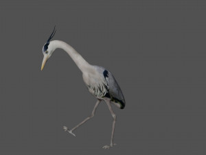 heron bird Model 3D