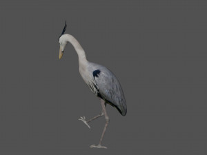 heron bird Model 3D
