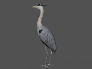 heron bird Model 3D