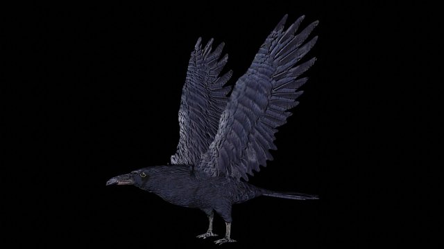 raven black crow bird 3D Model .c4d .max .obj .3ds .fbx .stl .blend 
