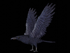 raven black crow bird 3D Model