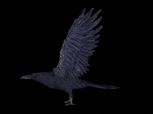 raven black crow bird 3D Model