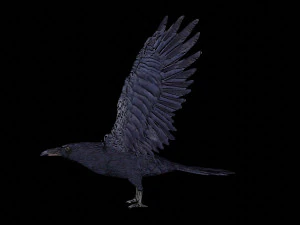 raven black crow bird 3D Model
