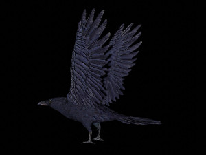 raven black crow bird 3D Model