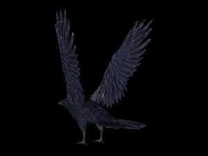 raven black crow bird 3D Model