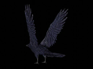 raven black crow bird 3D Model