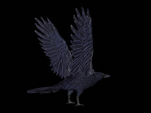 raven black crow bird 3D Model