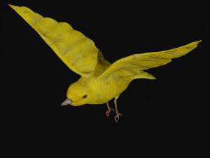 canary yellow bird 3D Model