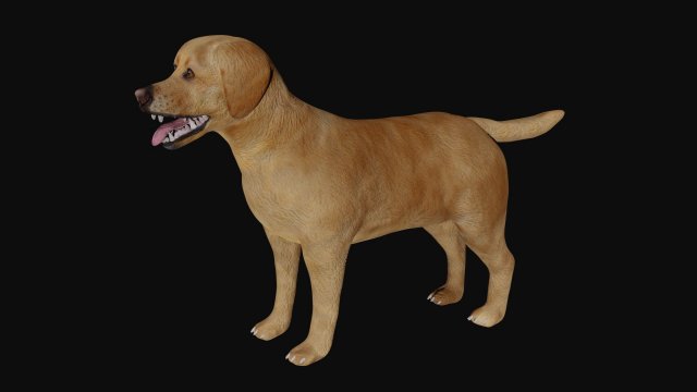 labrador dog 3D मॉडल .c4d .max .obj .3ds .fbx .stl .blend 