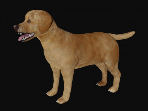 labrador dog 3Dモデル