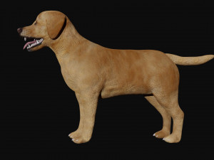 labrador dog 3D मॉडल