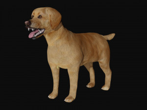 labrador dog 3D मॉडल