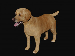 labrador dog 3D मॉडल