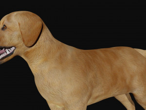 labrador dog 3D मॉडल