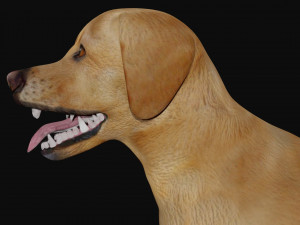 labrador dog 3D मॉडल
