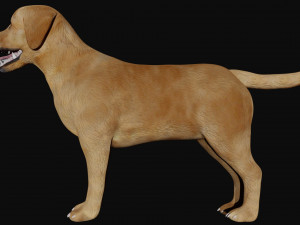labrador dog 3D मॉडल