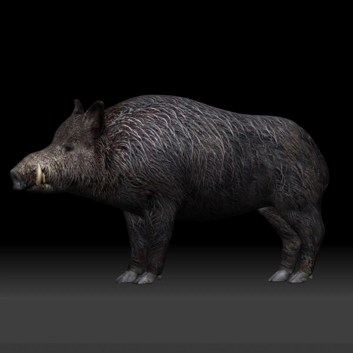 boar 3D Model .c4d .max .obj .3ds .fbx .stl .blend