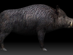 boar Model 3D