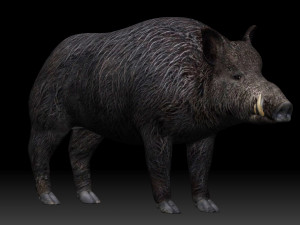 boar Model 3D
